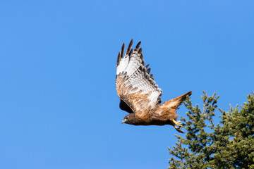 Red-tailed Hawk