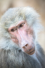 Papio hamadryas or the baboon roars with its mouth open, sharp teeth are visible, it is all on a black background