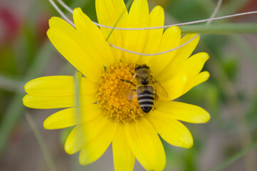 Yellow flower with a bee getting pollen