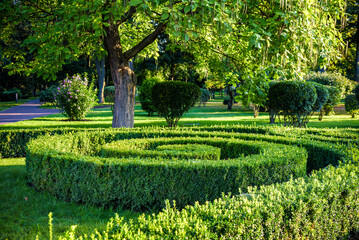 Green spiral cutting buches like a park design natural element