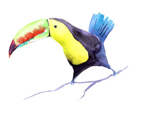 watercolor drawing of a bird - toucan sits on a branch