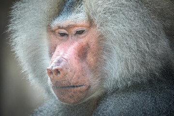 Papio hamadryas or the baboon roars with its mouth open, sharp teeth are visible, it is all on a black background