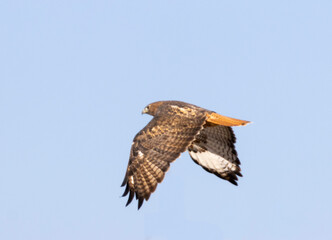 Red-tailed Hawk