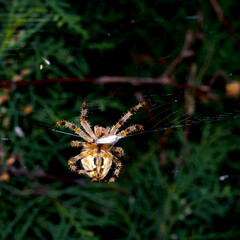 Spider web of the hunt. Macro