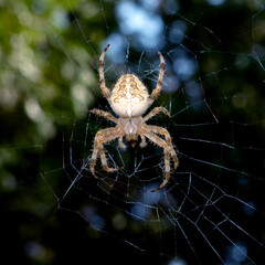 Spider web of the hunt. Macro