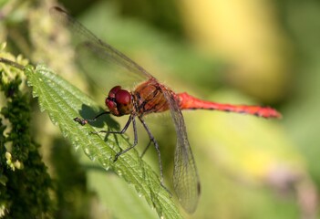 Ruddy darter Male