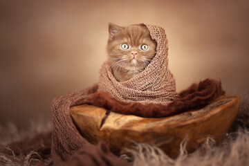 Britisch Kurzhaar Langhaar Kitten Katzenkind 