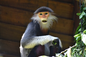 Red-shanked douc langur at Singapore Zoo, Singapore