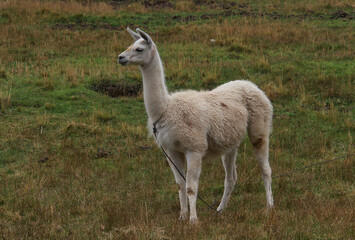 Obraz premium Lama from Cusco