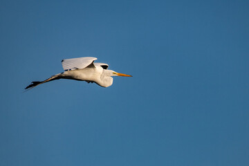 Egret, Everglades, Florida