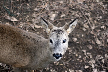 portrait of a young deer with beautiful eyes in the zoo