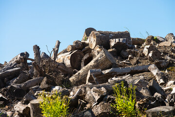 big pile off firewood