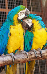 portrait of two blue yellow macaws cuddeling 