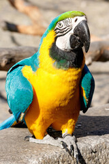 portrait of a blue yellow macaw parrot