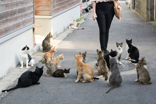 Japan series: Cats at Ainoshima island, one of several cats island at Fukushima, in Japan 