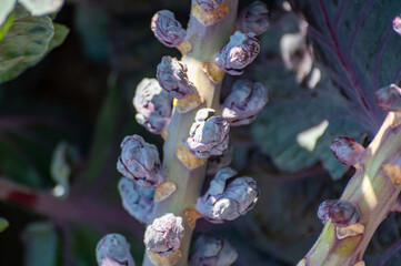 Harvestiog of purple brussels sprouts cabbage growing on farm field