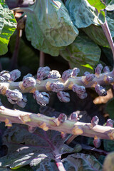 Harvestiog of purple brussels sprouts cabbage growing on farm field