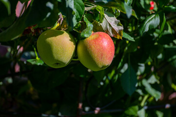 Large sweet braeburn apples ripening on tree in fruit orchard