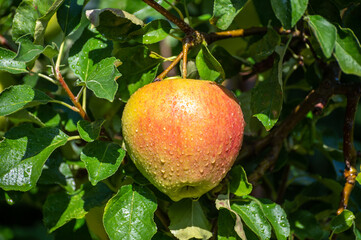 Large sweet braeburn apples ripening on tree in fruit orchard