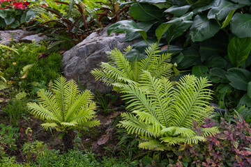 fern in garden