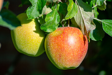 Large sweet braeburn apples ripening on tree in fruit orchard