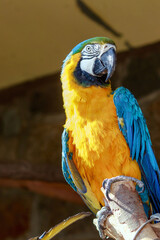 portrait of a blue yellow macaw parrot