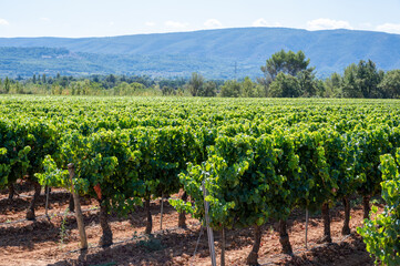 Fototapeta na wymiar Vineyards of AOC Luberon mountains near Apt with old grapes trunks growing on red clay soil, red or rose wine grape