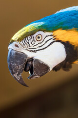 portrait of a blue yellow macaw parrot