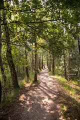 Fototapeta na wymiar Green lung of North Brabant, Kempen forest in September, the Netherlands