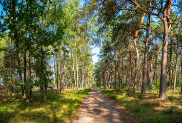 Green lung of North Brabant, Kempen forest in September, the Netherlands