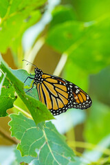 Orange monarch butterfly perched on green leaves in park on sunny autumn day