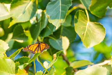 Orange monarch butterfly perched on green leaves in park on sunny autumn day