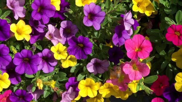 4K HD video a honey bee clumsily collecting pollen from vibrant yellow, purple and magenta pink petunias
