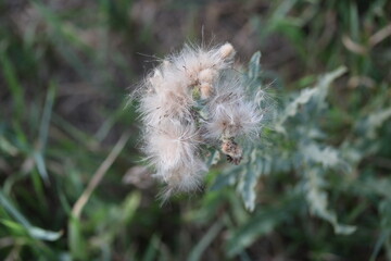 ants on a grass, dandelion, flower, nature, plant, seed, green, spring, white
