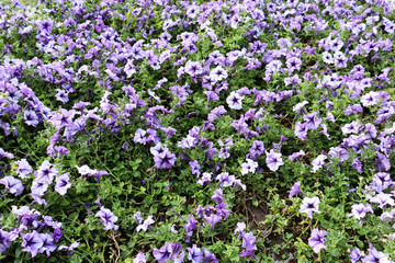 Obraz premium Romantic flower field background. Beautiful nature wallpaper