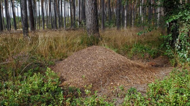 Troop Of Red Ants Rushing On Top Of Ant Hill Inside The Forest In Wdzydze, Poland During Daytime. - Static Shot