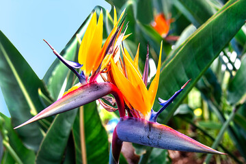 Flower Strelitzia Reginae a bird of paradise
