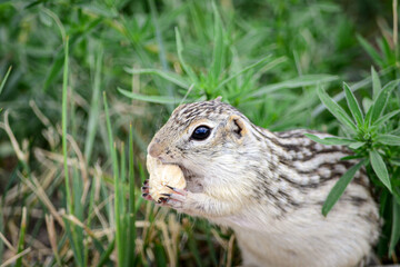 Adorable thirteen-lined ground squirel with peanut in his mouth, close-up.