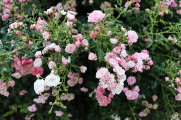 Beautiful romantic bush with pink flowers