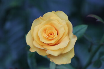 yellow rose on a green background, garden, nature, love, pink, beauty, yellow