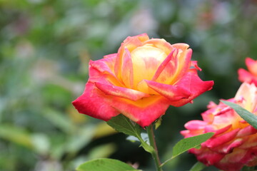 red rose in garden, plant, green, blossom, macro, beautiful, bloom, beauty, love, petal, flora
