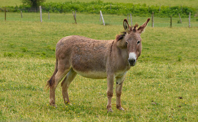 Naklejka na ściany i meble brown donkey from side facing left with head turned, on grass