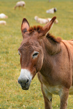 Close-up portrait of the head of a brown-orange donkey looking to the left of the photo, but looking sideways at the camera. Orange-brown head with white snout.