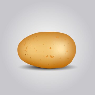 fresh potato isolated white background. vector illustration