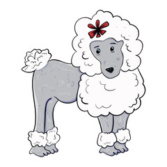 Breed of dog. Poodle. Illustration for any design.