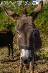 Close-up portrait of the head of a brown donkey with a white snout that looks us straight in the eye.