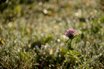 flowers dew on the grass and a clover flower in the rays of the autumn morning sun  in the meadowin the meadow