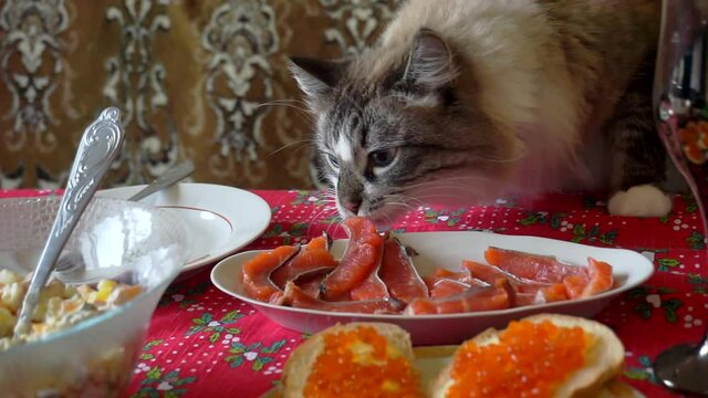 funny pet. hungry adult fluffy cat who steals food from the festive table