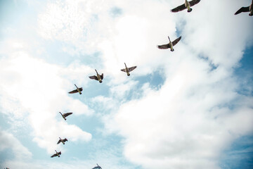 Geese migrating south for the winter 