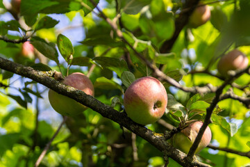 apple on tree